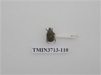 藏品(金龜子科)的圖片